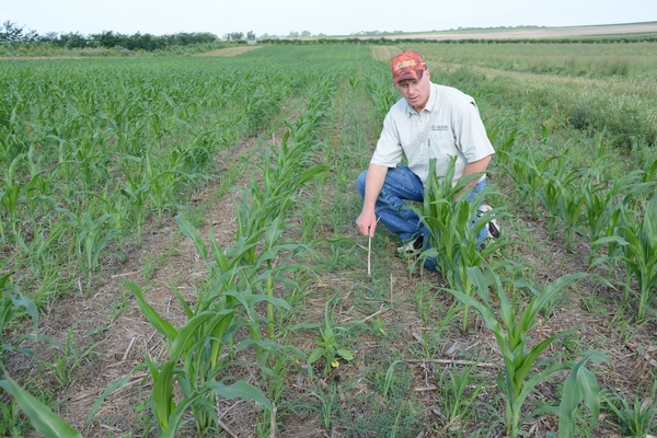 Corn Interseeded Cover Crops